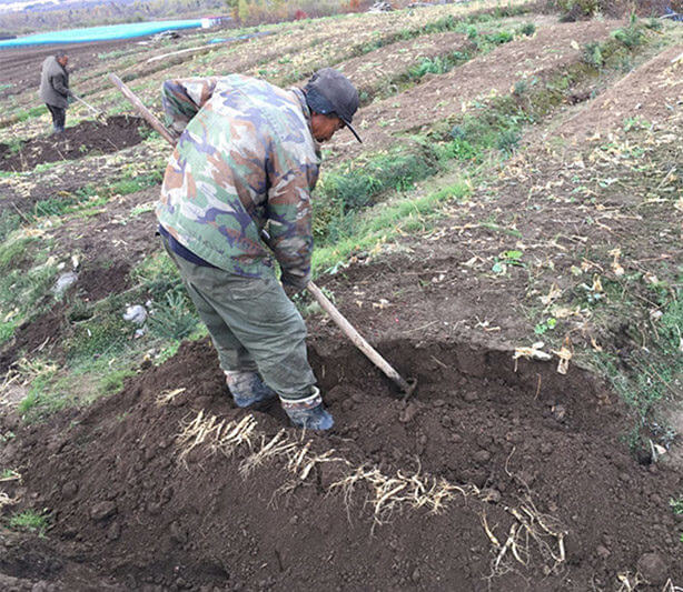 Chinese Herbal Medicine Workers