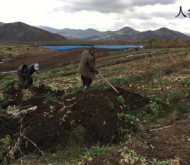 Chinese herbs cultivation