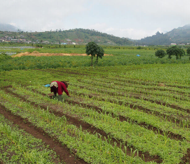 Chinese Herbal Horticulture