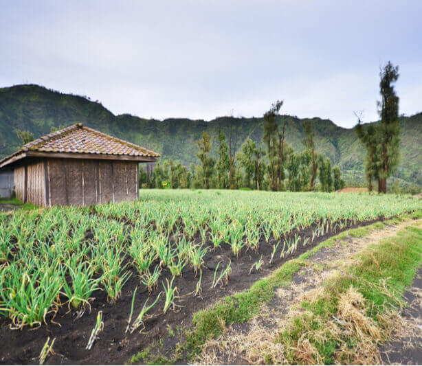 Chinese herbs farming